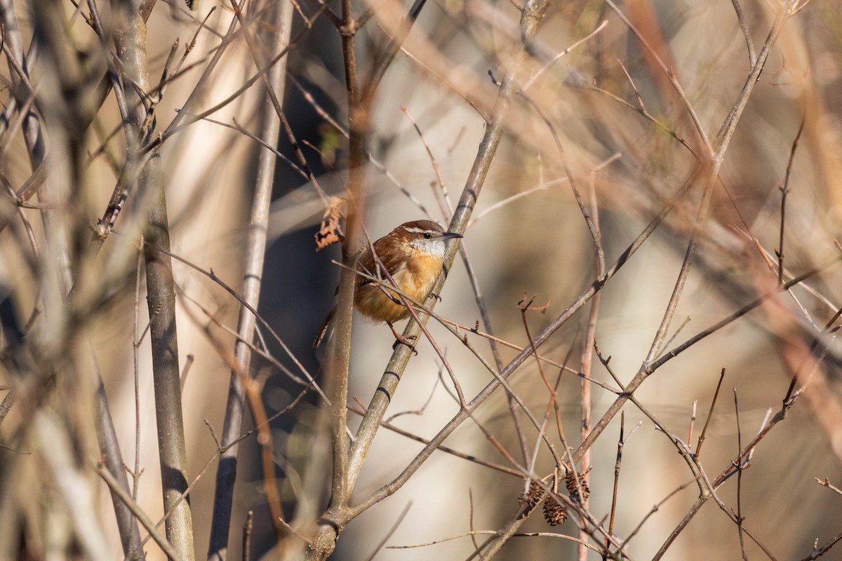 Carolina Wren - ML213633371