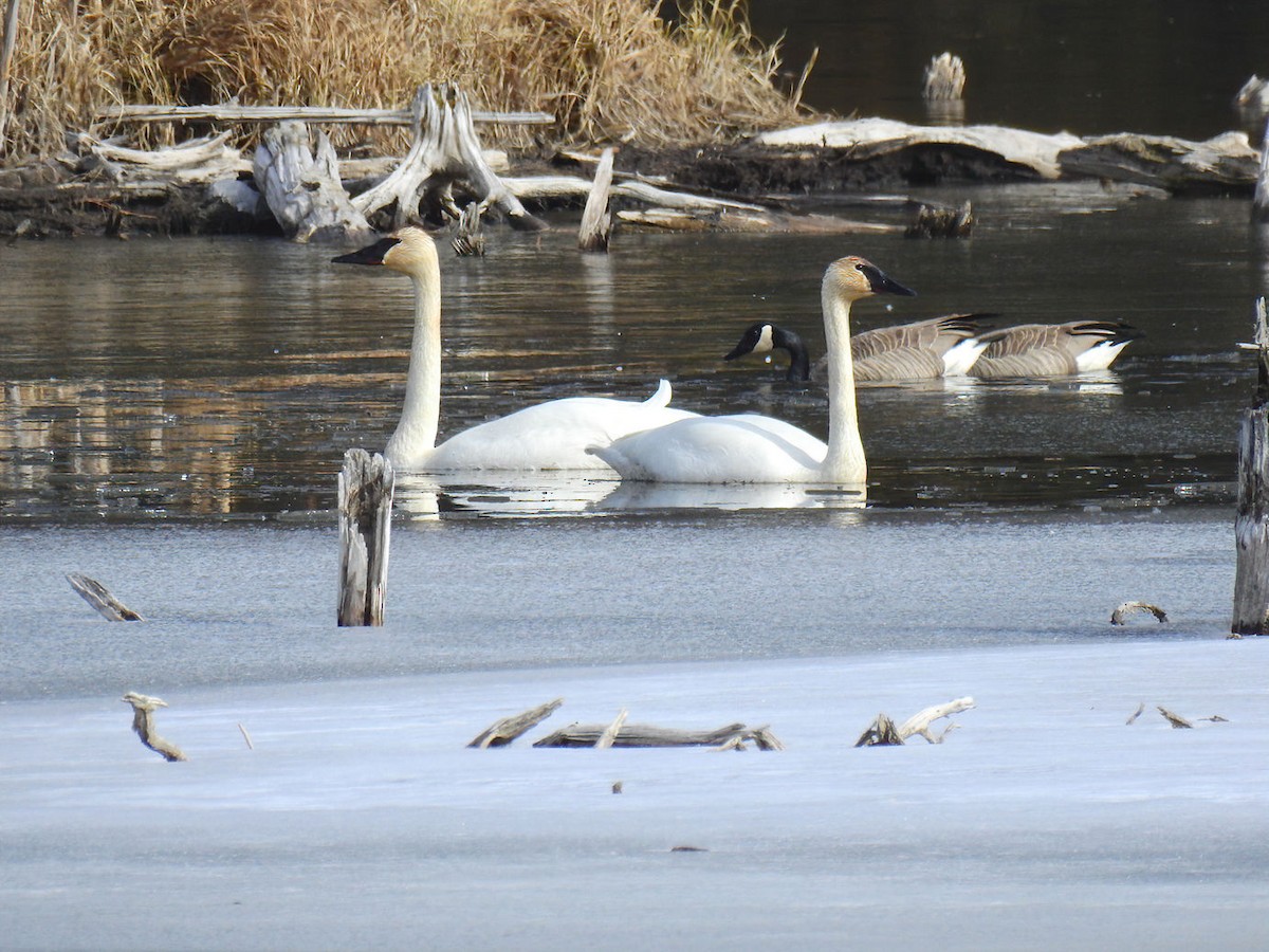 Cygne trompette - ML213633921