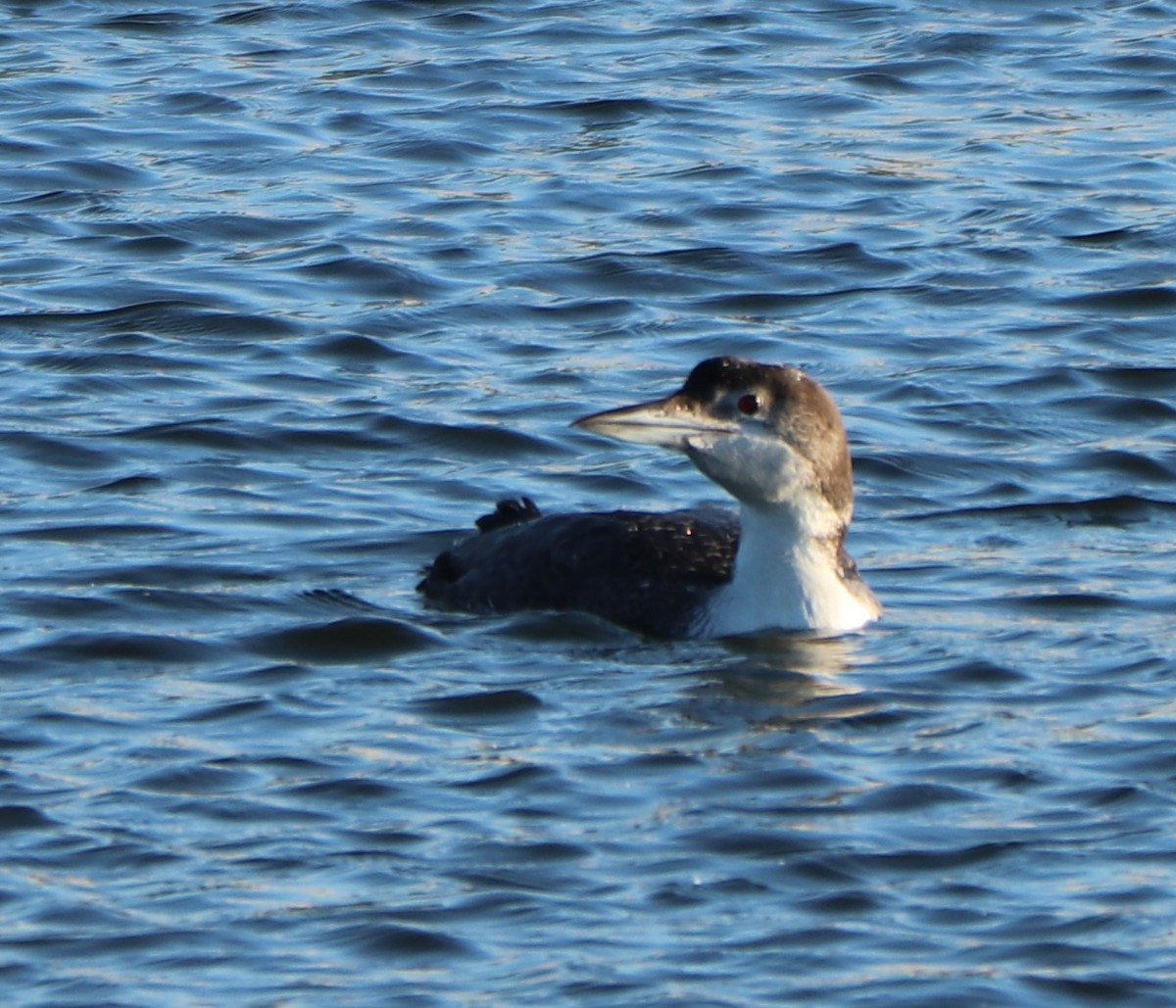 Plongeon huard - ML213634081