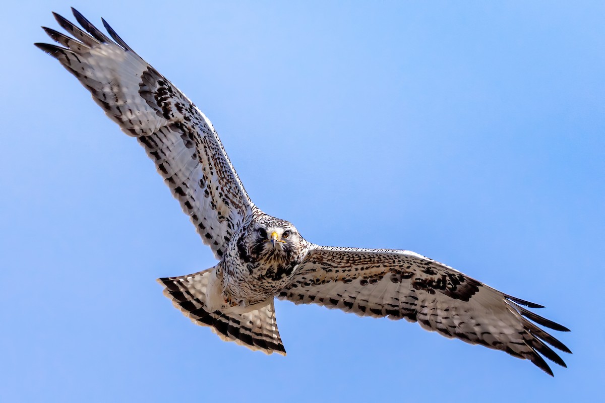 Rough-legged Hawk - ML213634711