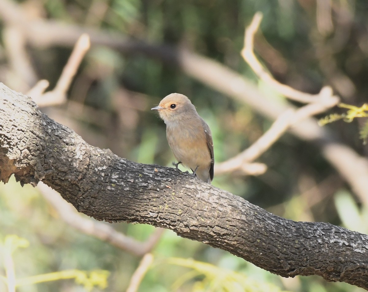 African Dusky Flycatcher - ML213636541