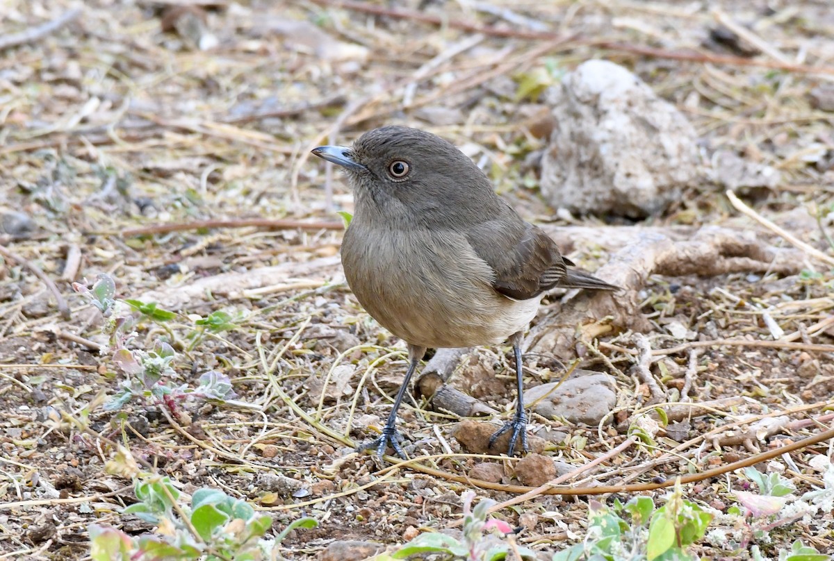 Abyssinian Slaty-Flycatcher - ML213636671