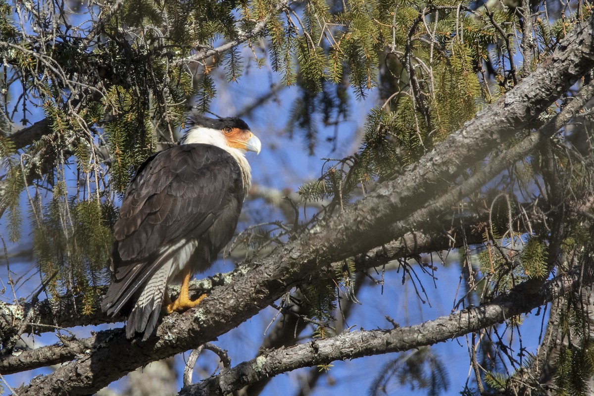Crested Caracara (Northern) - Kent McFarland
