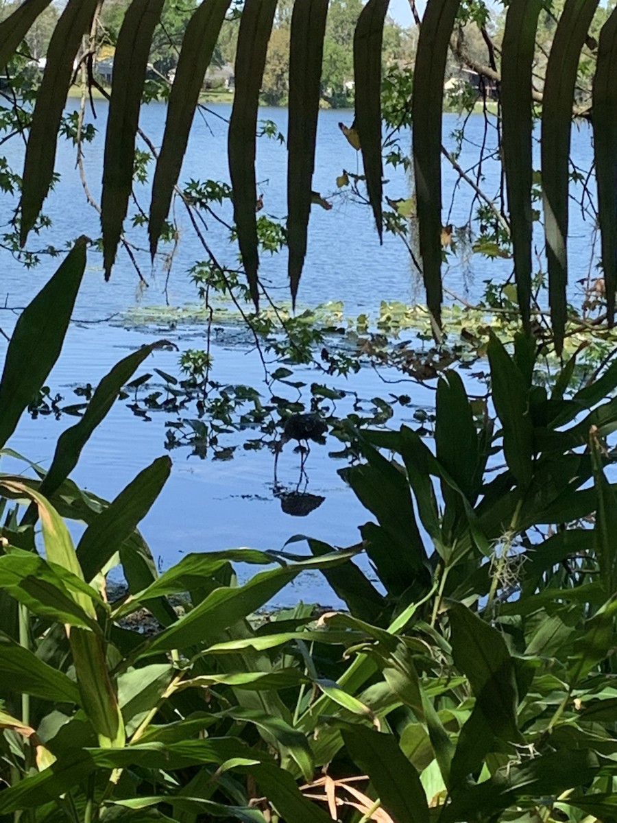 kurlan chřástalovitý - ML213637631