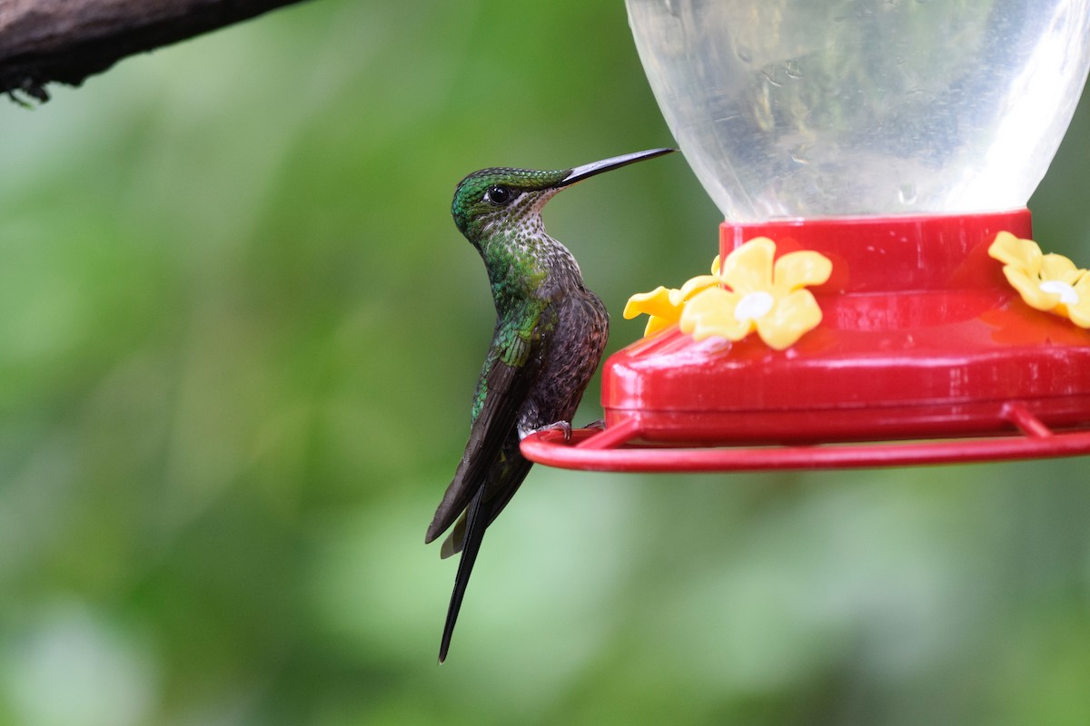 kolibřík císařský - ML213637721