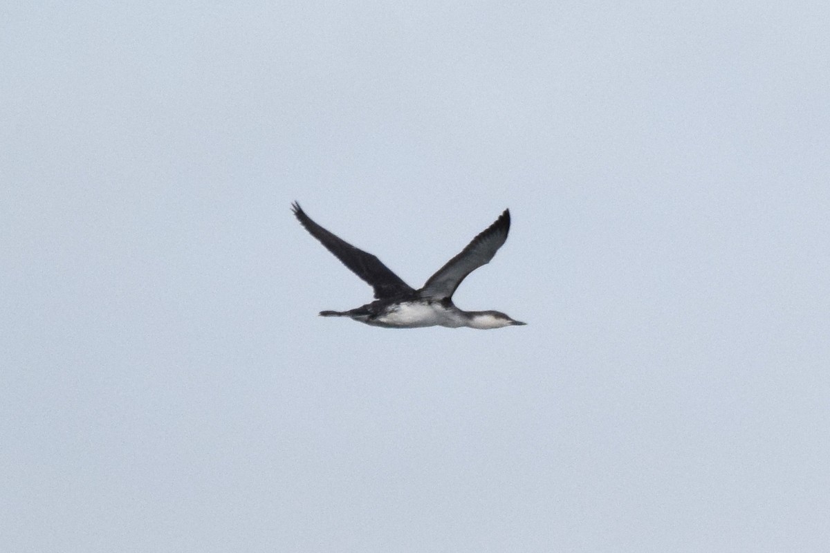 Red-throated Loon - Naresh Satyan