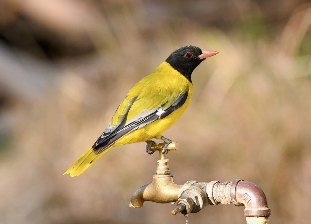 Ethiopian Black-headed Oriole - Adam Dudley