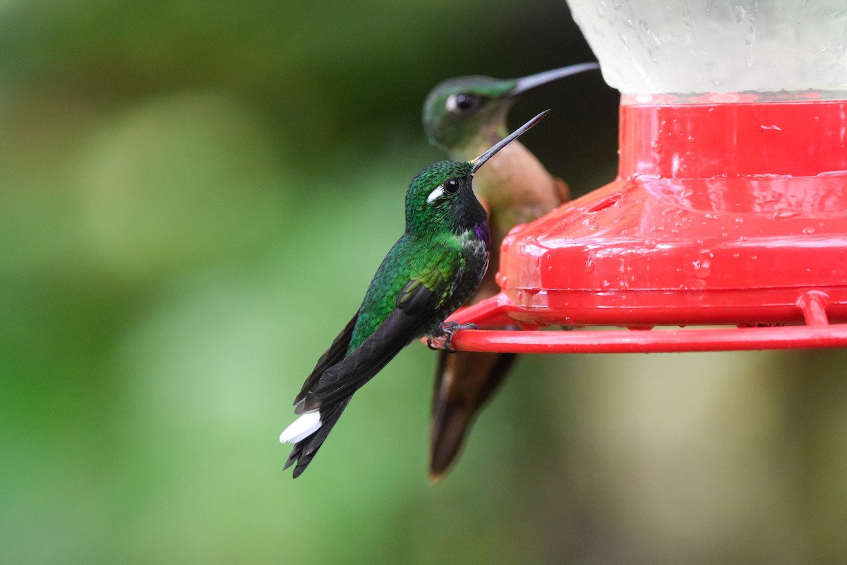 kolibřík skvrnoocasý - ML213642311