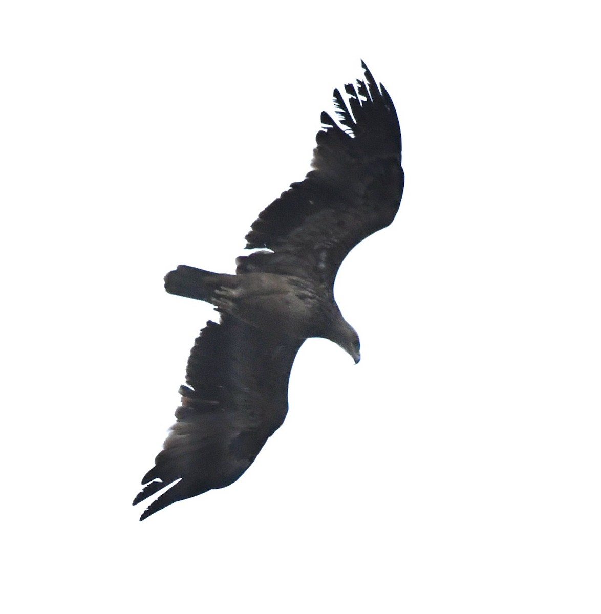 Tawny Eagle - ML213642391