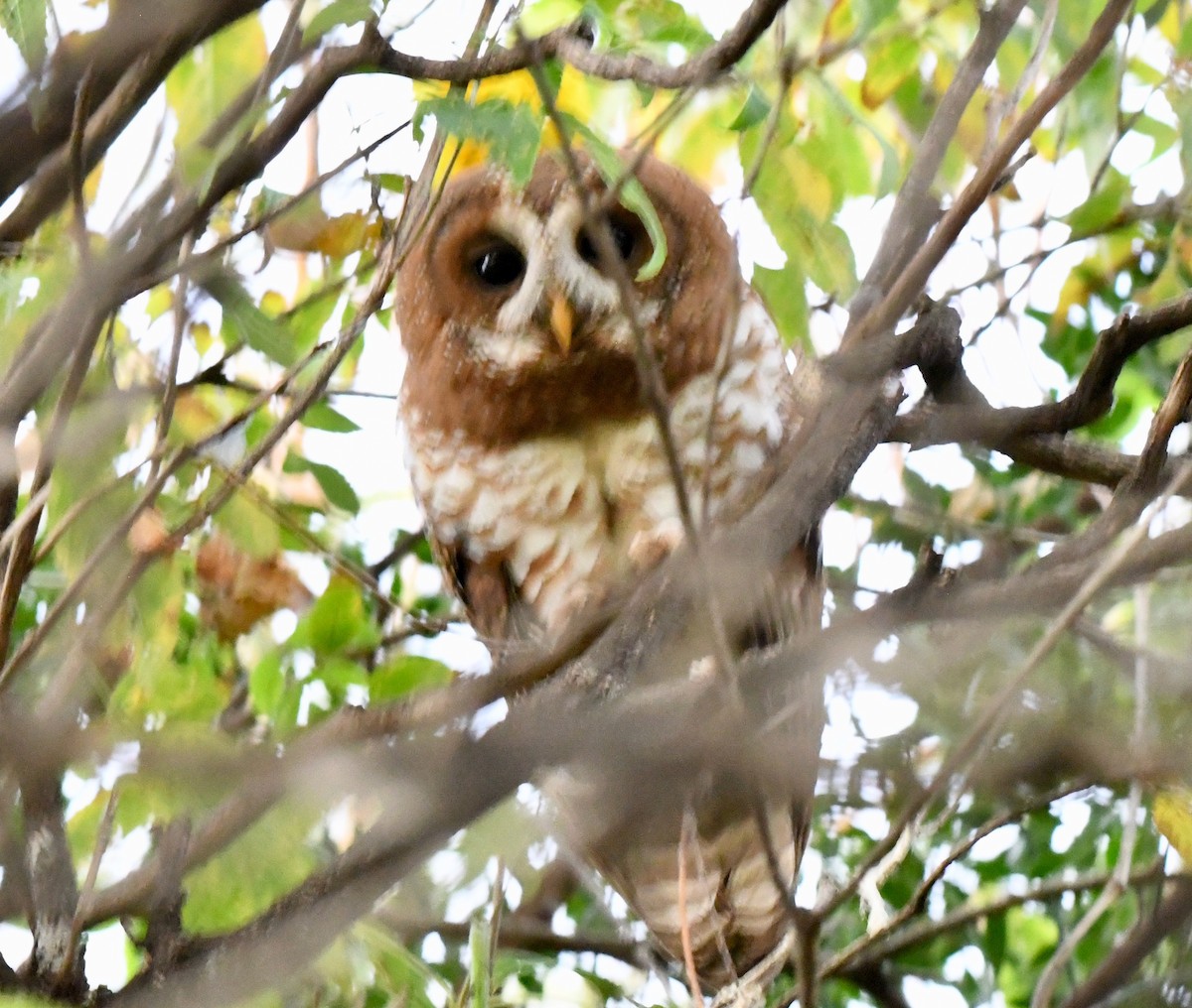 African Wood-Owl - Adam Dudley