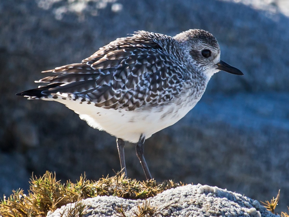 Black-bellied Plover - ML21364341