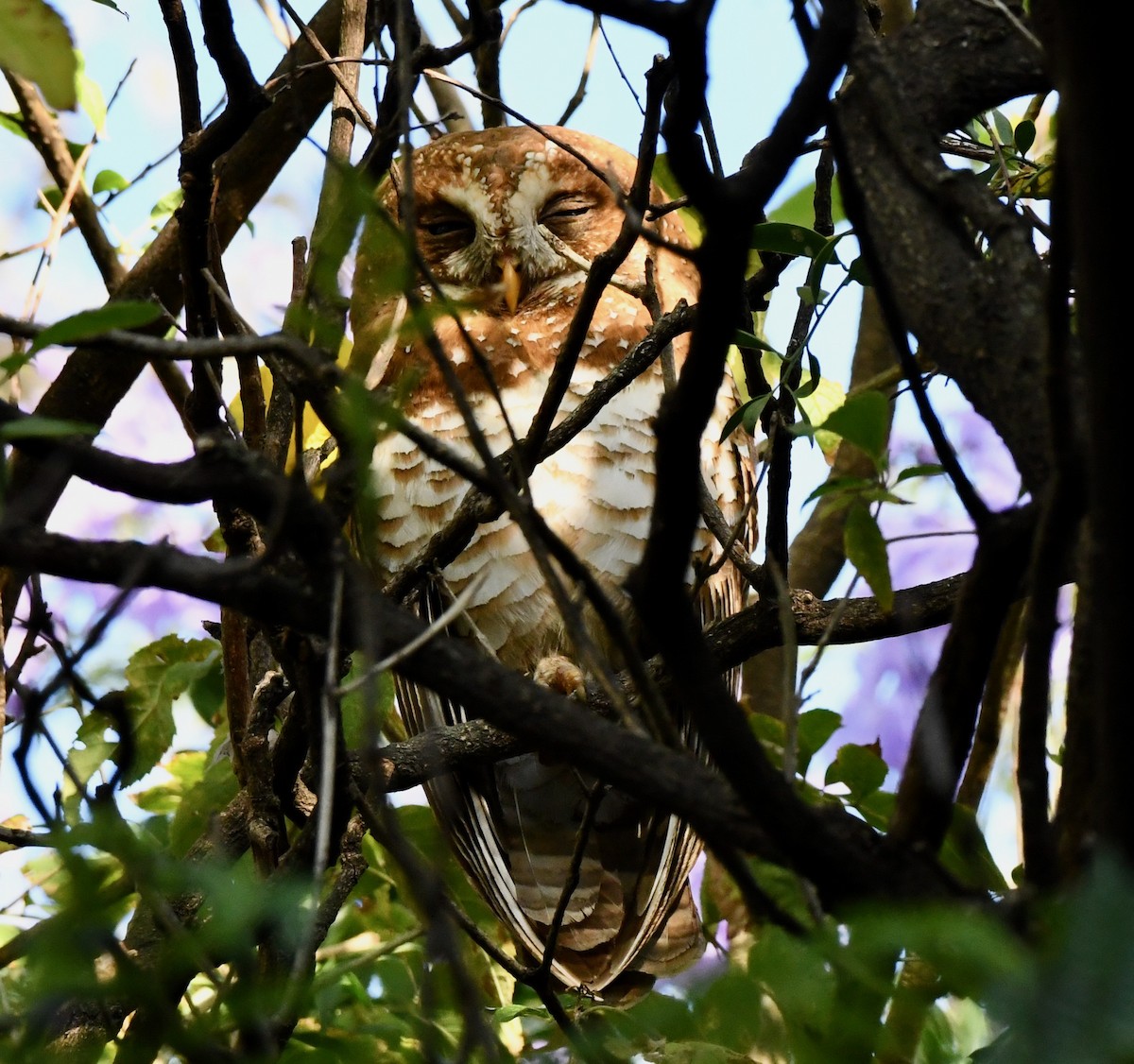 African Wood-Owl - ML213643431