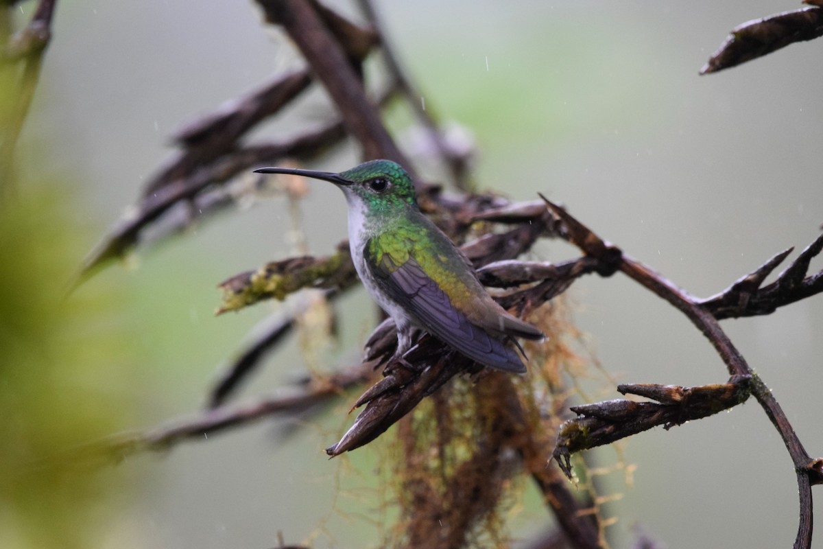kolibřík andský - ML213643671