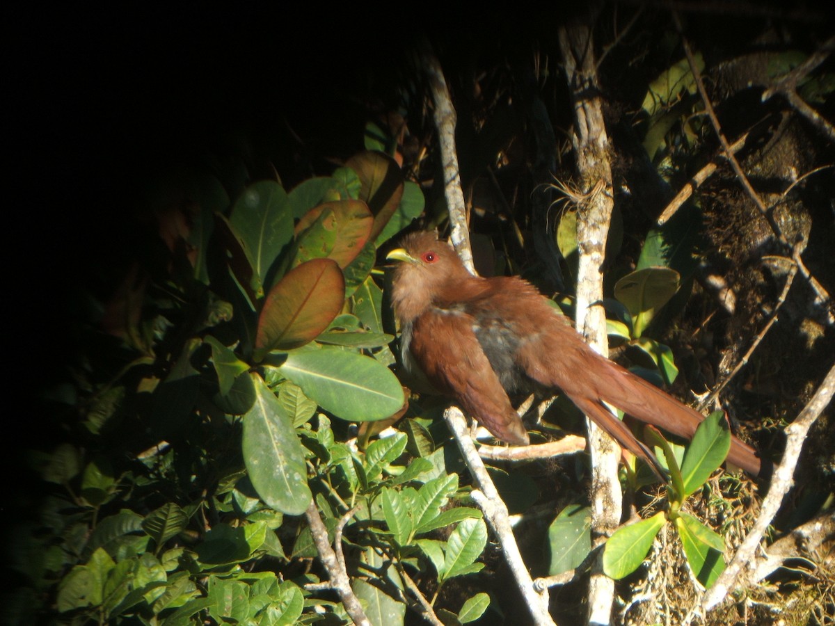 Common Squirrel-Cuckoo - Jacco Gelderloos
