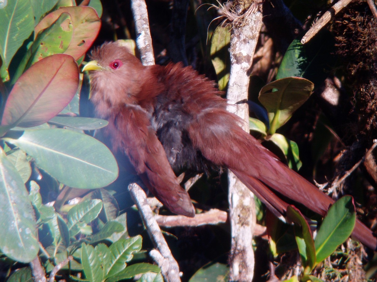 Squirrel Cuckoo - Jacco Gelderloos