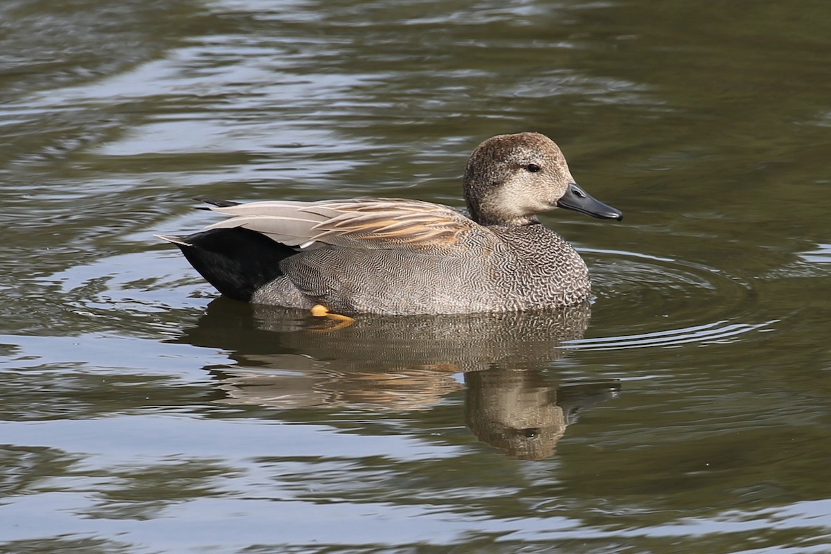 Gadwall - Keith Gress