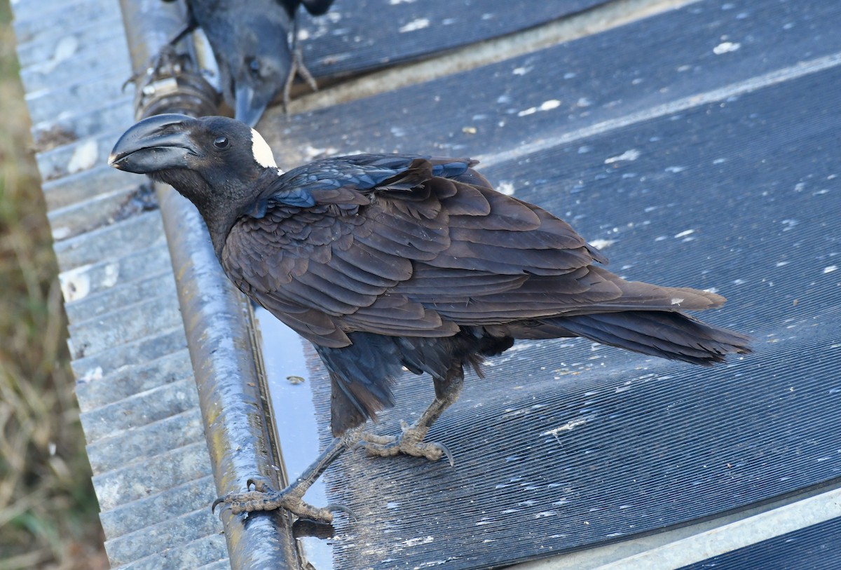 Thick-billed Raven - Adam Dudley