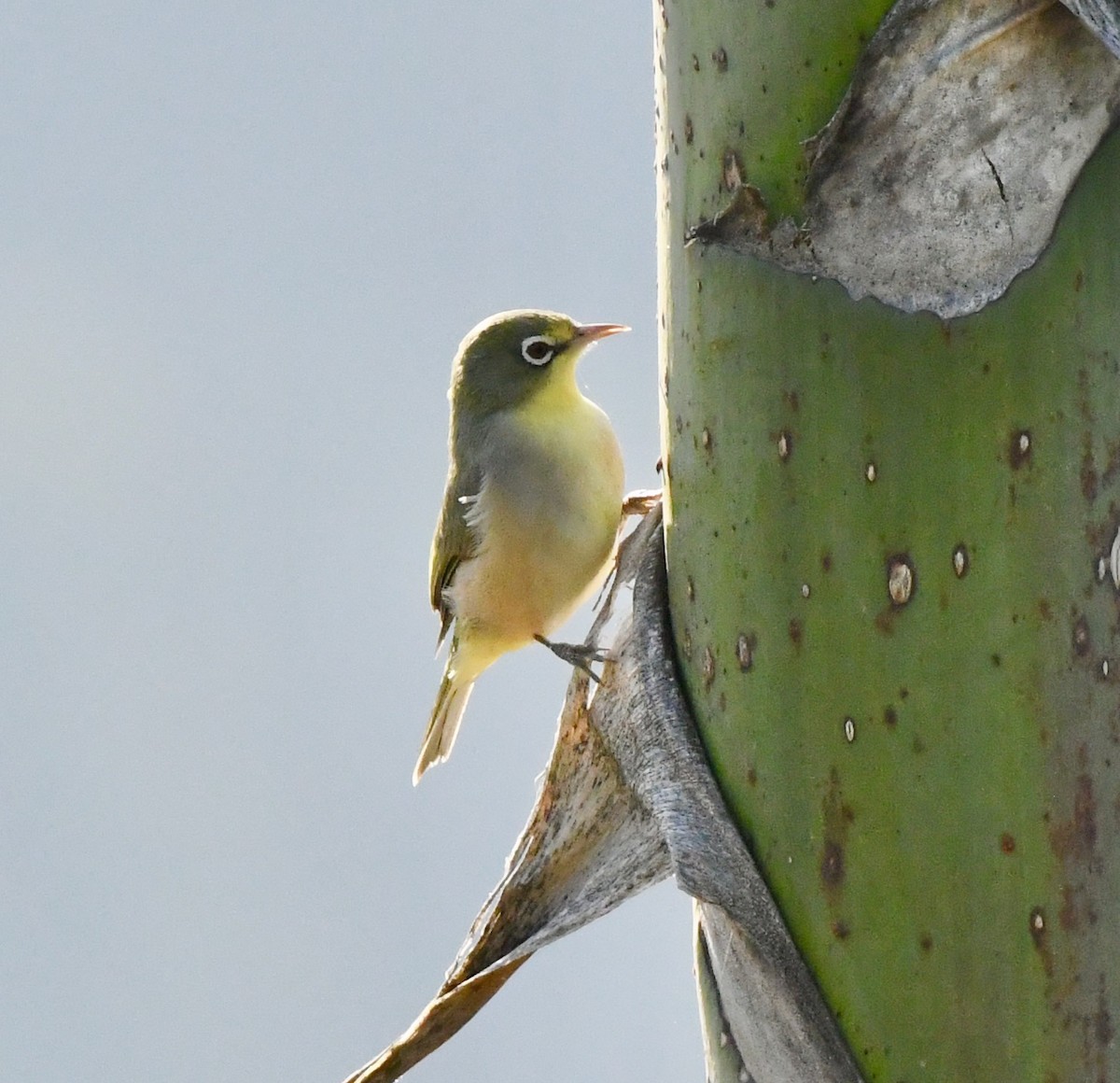 Abyssinian White-eye - ML213645711