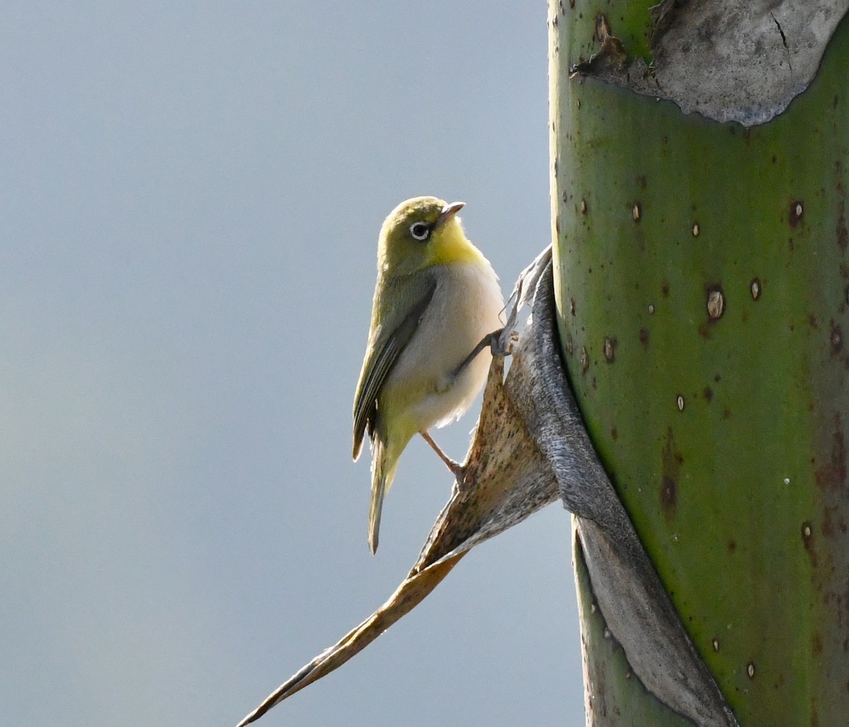 Abyssinian White-eye - Adam Dudley