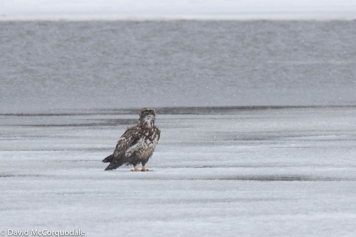 Bald Eagle - David McCorquodale