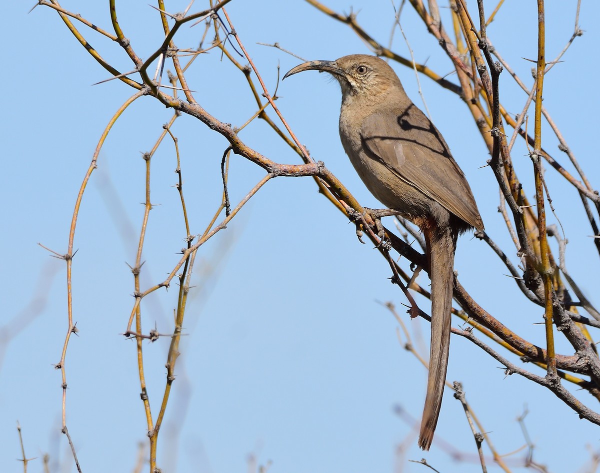 Crissal Thrasher - ML213649071