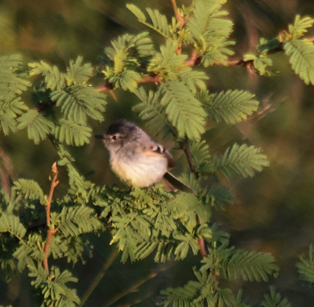 Straneck's Tyrannulet - ML213649591