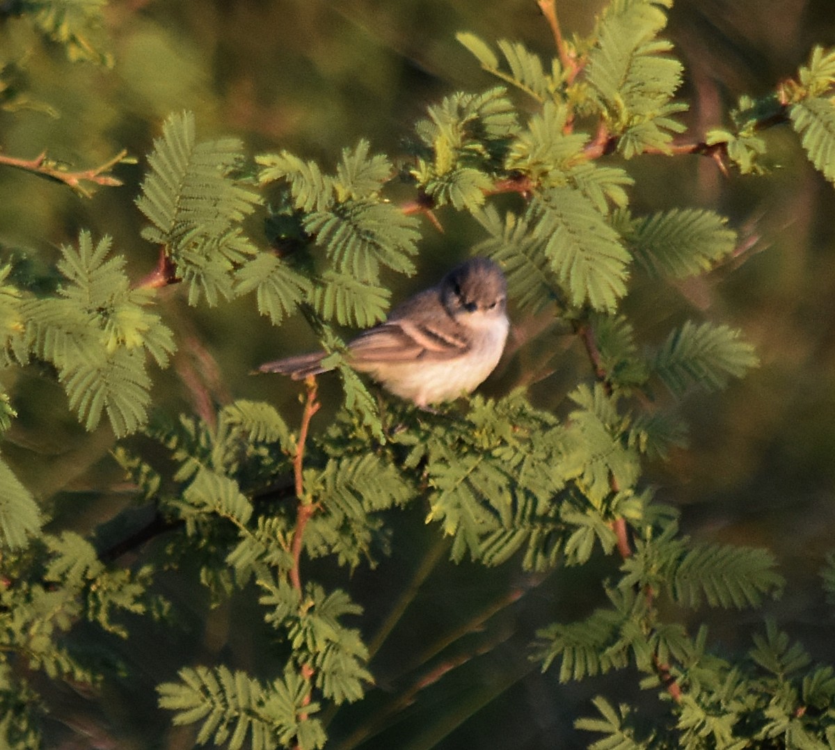 Straneck's Tyrannulet - ML213649621