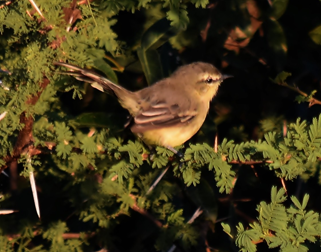 Greater Wagtail-Tyrant - andres ebel