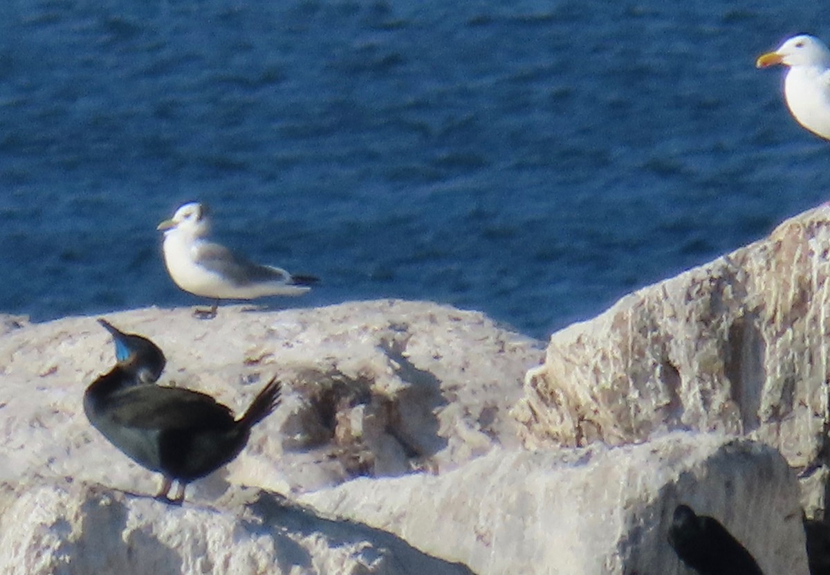 Gaviota Tridáctila - ML213650181