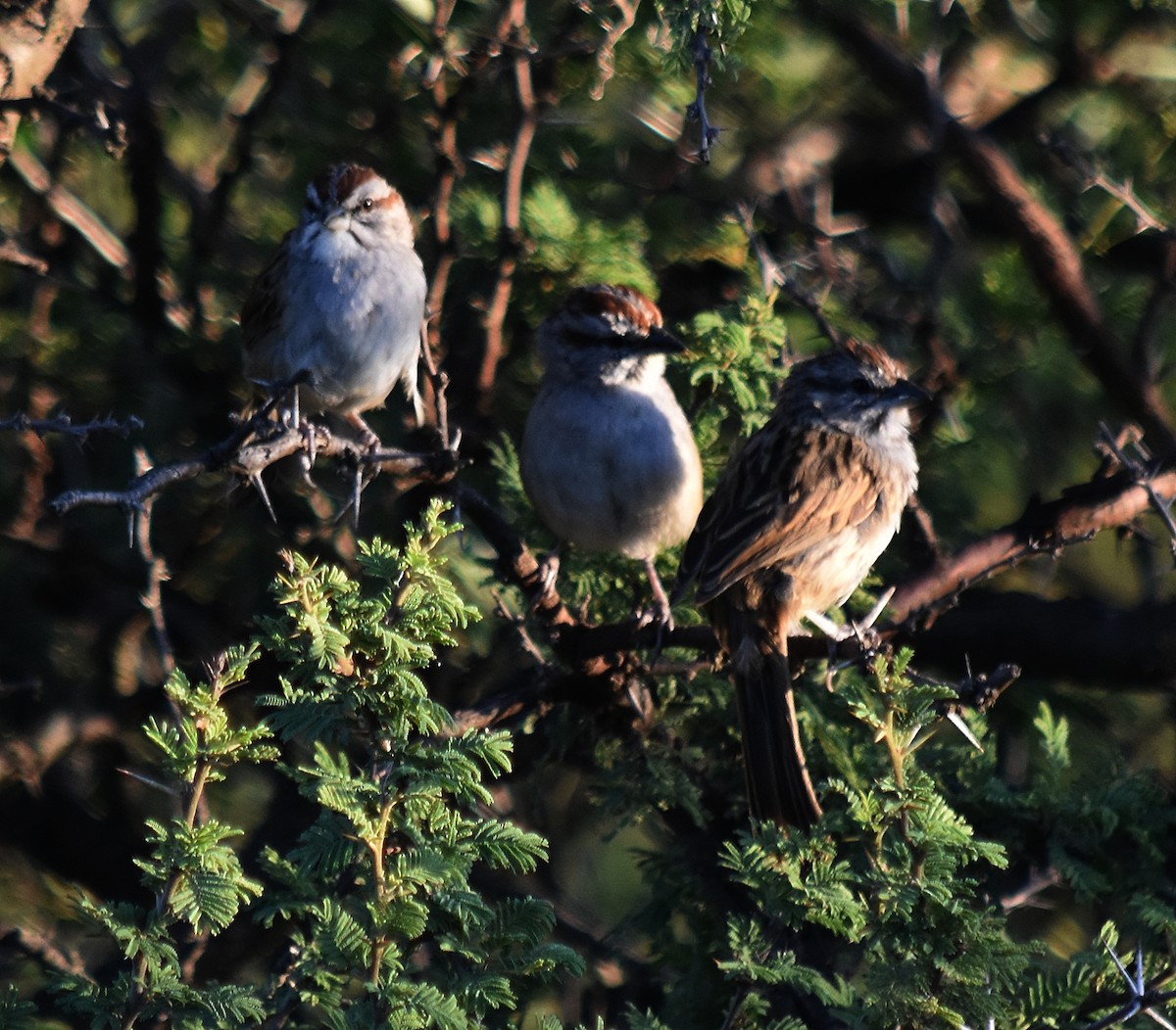 Chaco Sparrow - ML213650401