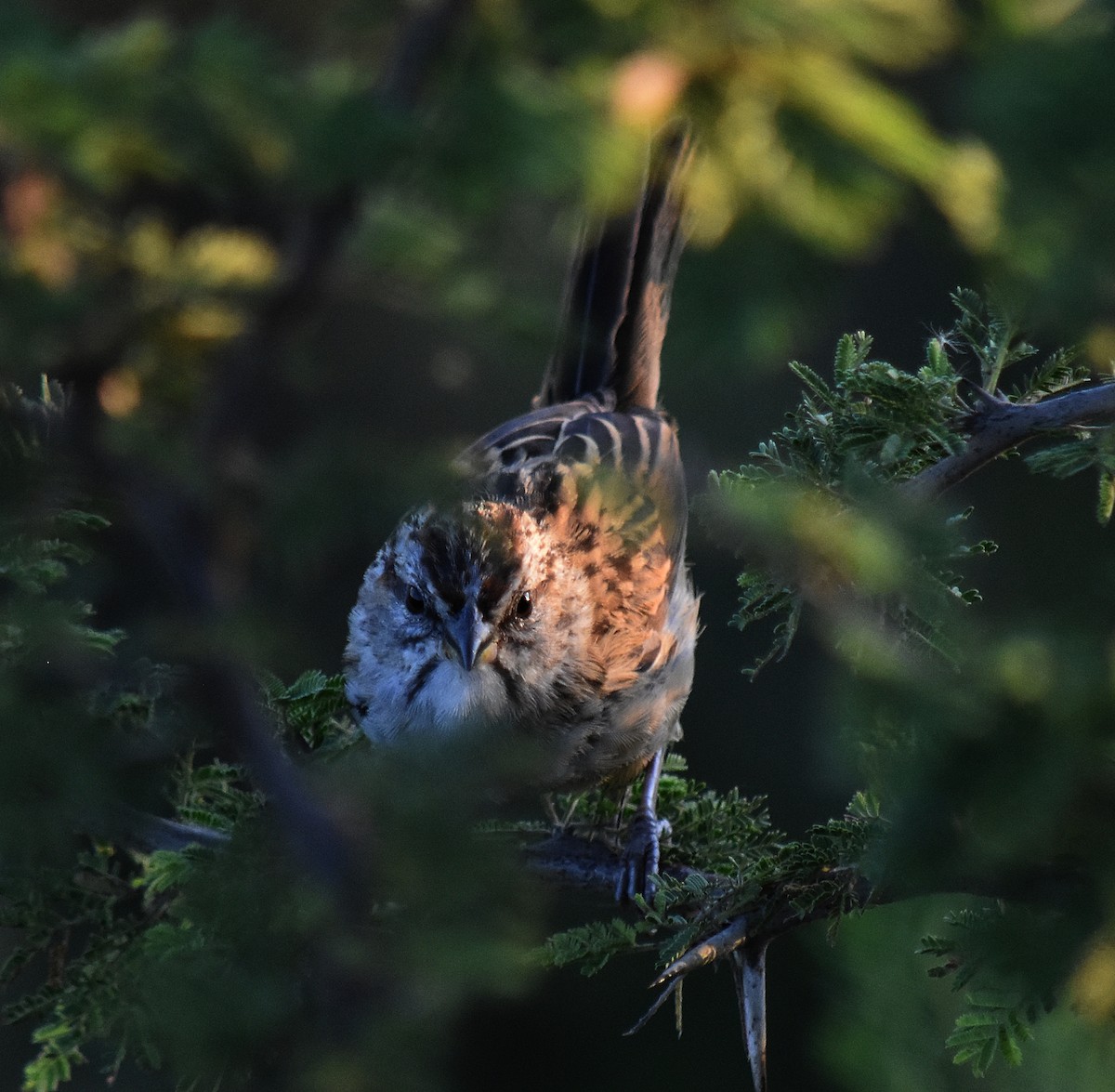 Chaco Sparrow - andres ebel