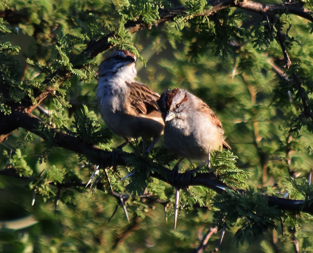 Chaco Sparrow - ML213650481