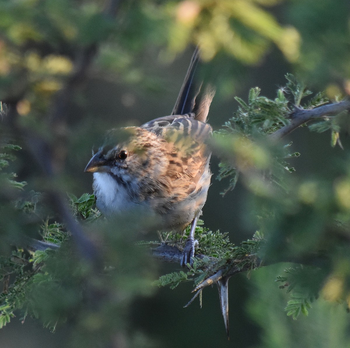 Chaco Sparrow - andres ebel