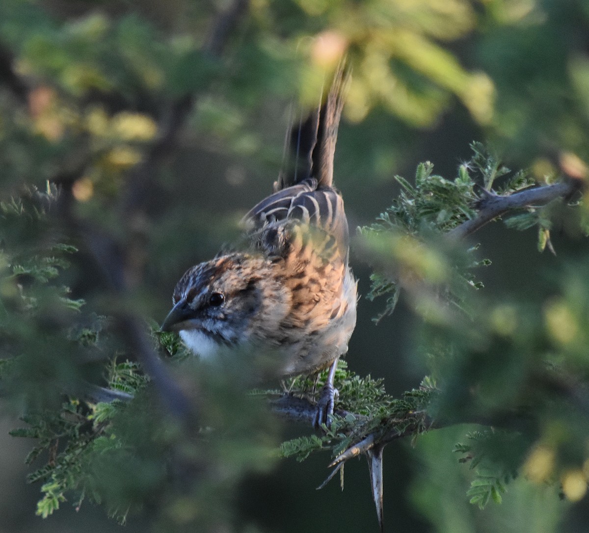 Chaco Sparrow - ML213650531