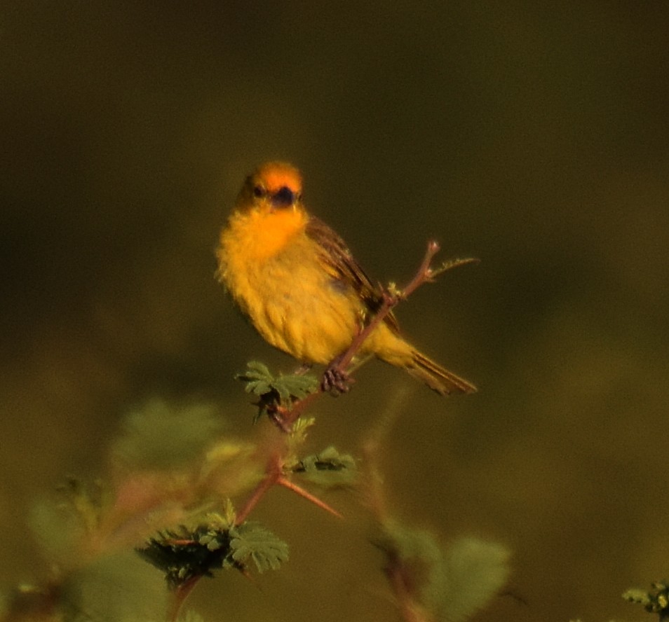 Saffron Finch - ML213650651