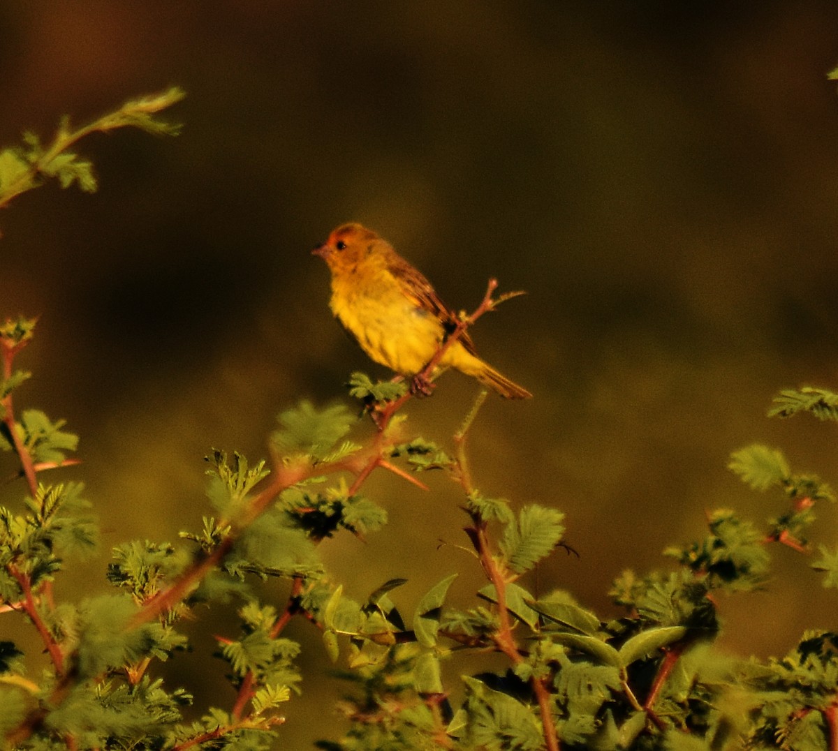 Saffron Finch - ML213650661