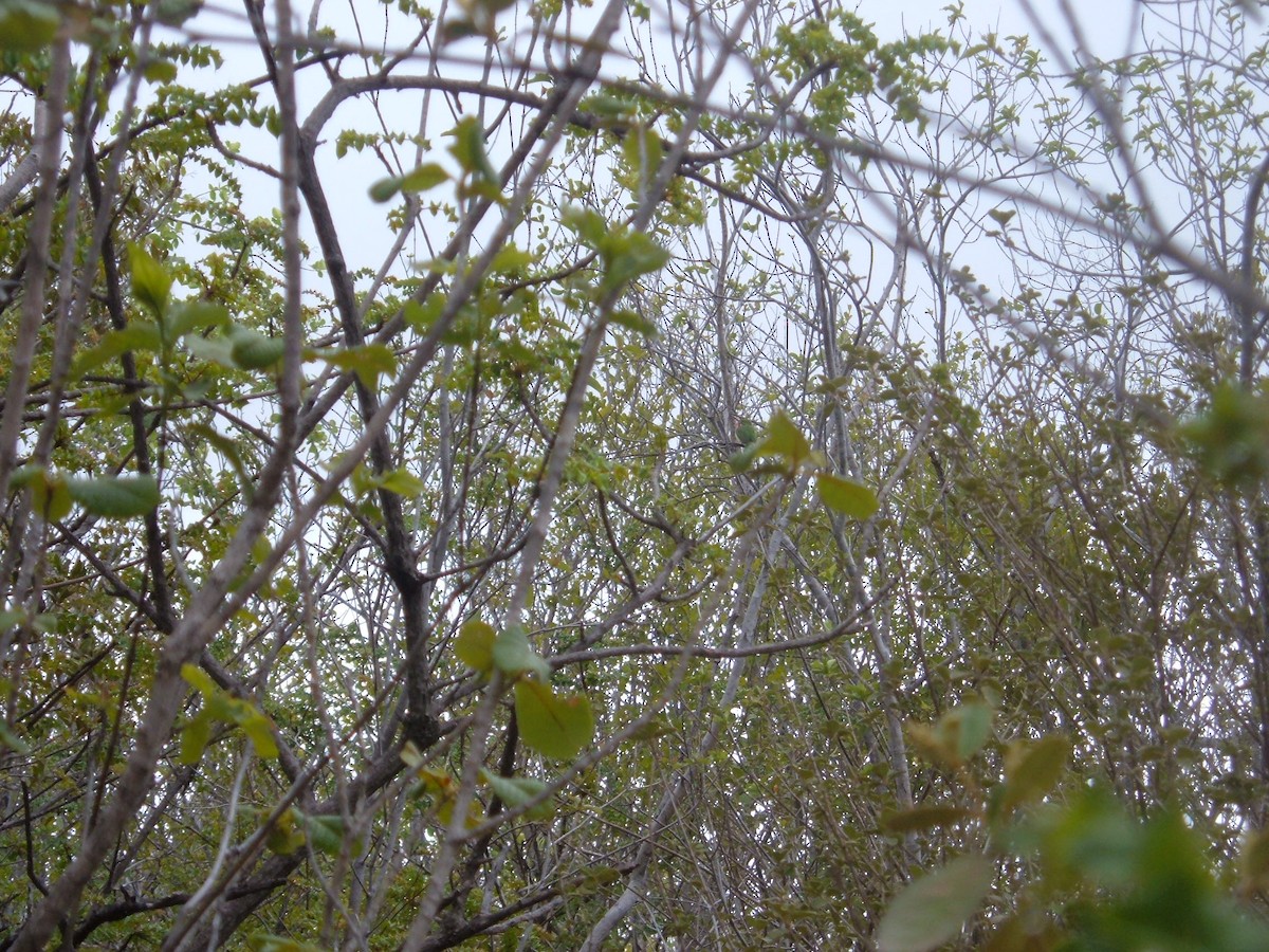 Puerto Rican Tody - Jacco Gelderloos