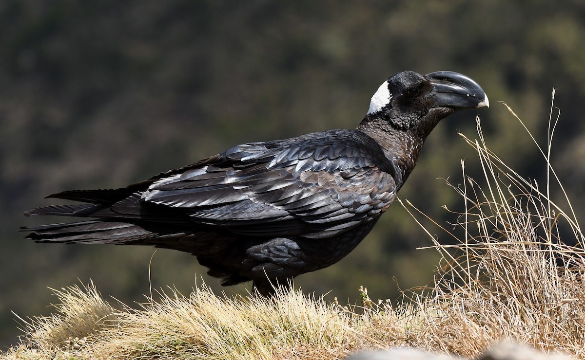 Thick-billed Raven - ML213652191