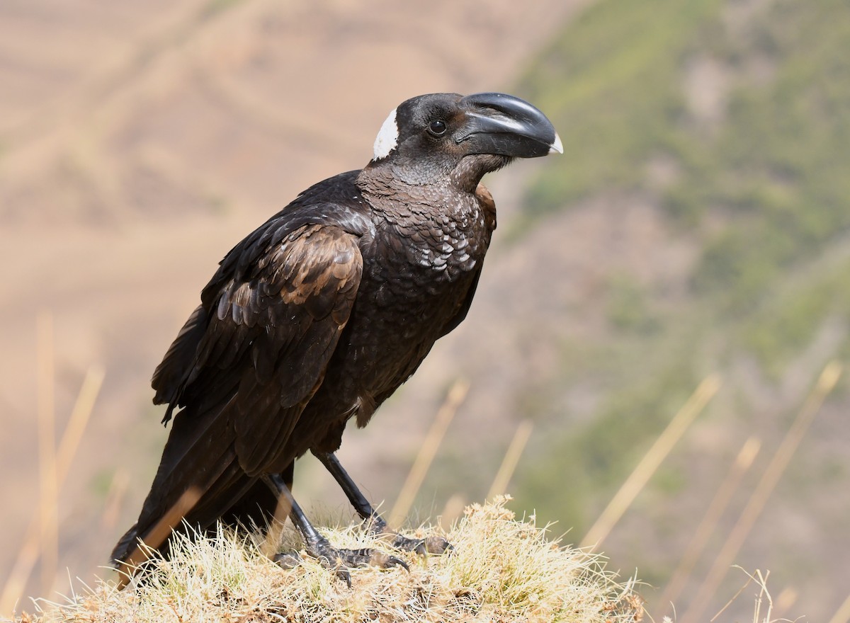 Thick-billed Raven - ML213652211