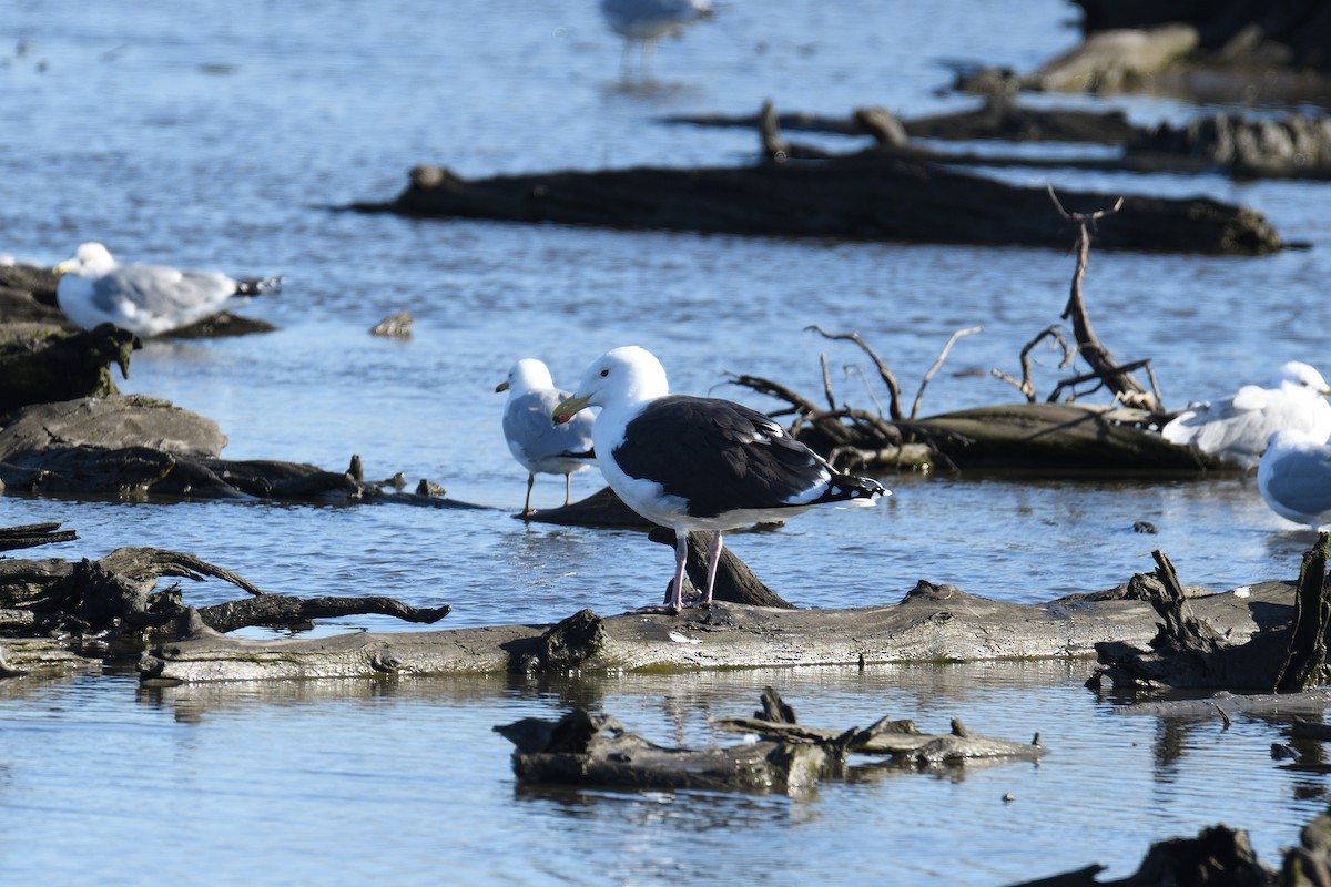 Great Black-backed Gull - ML213652411