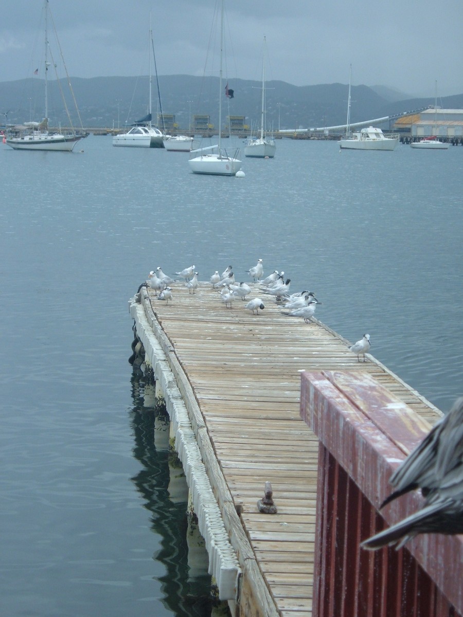 Royal Tern - ML213652611