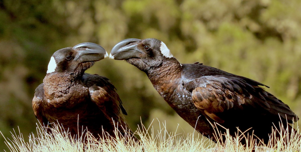 Thick-billed Raven - ML213652651