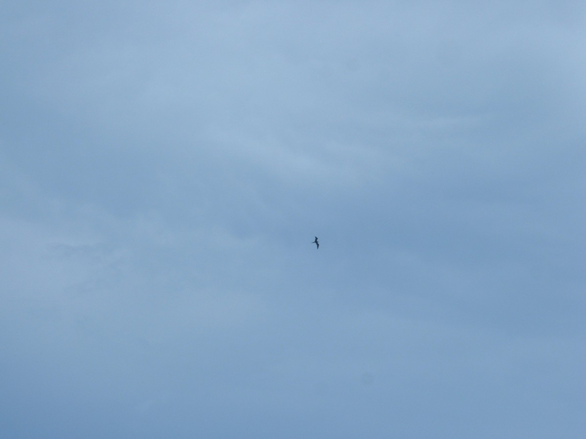 Magnificent Frigatebird - ML213652941