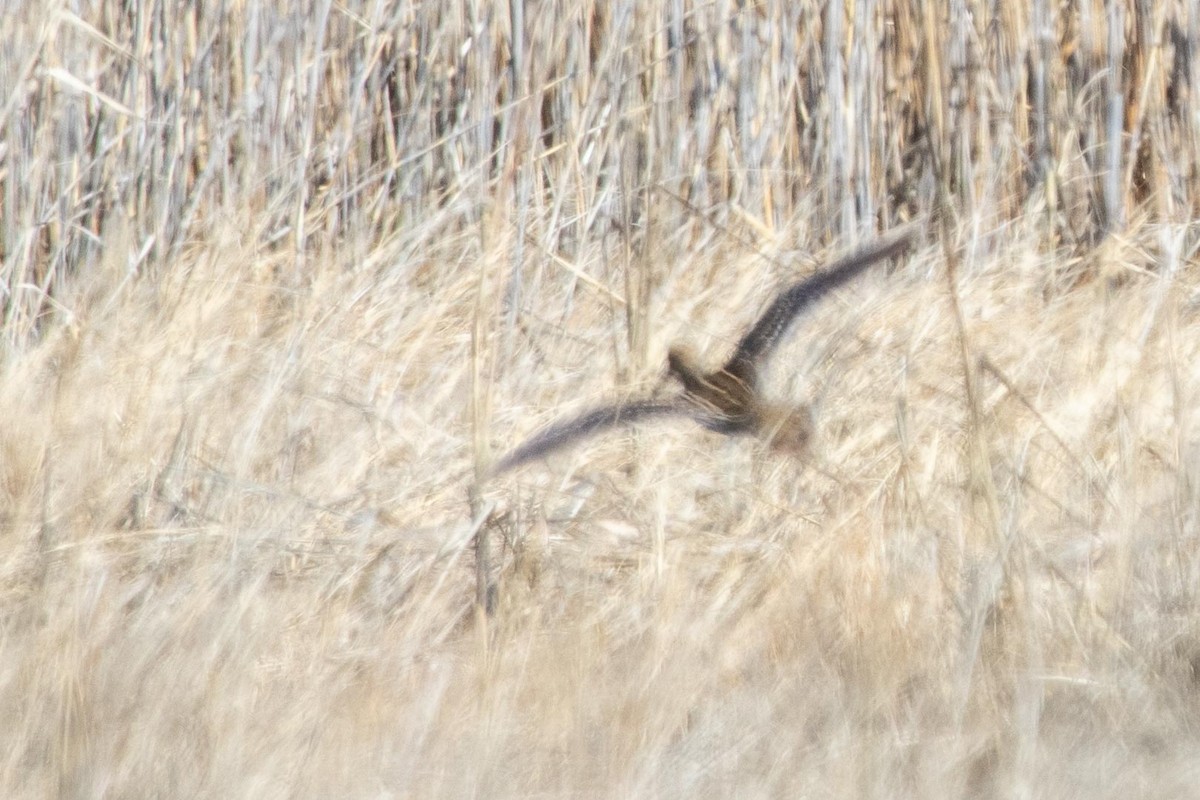 Wilson's Snipe - ML213653001