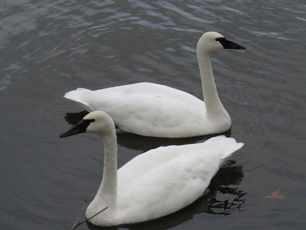 Trumpeter Swan - Edward Tiede