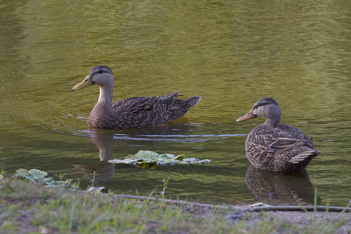 Mottled Duck - ML213654311