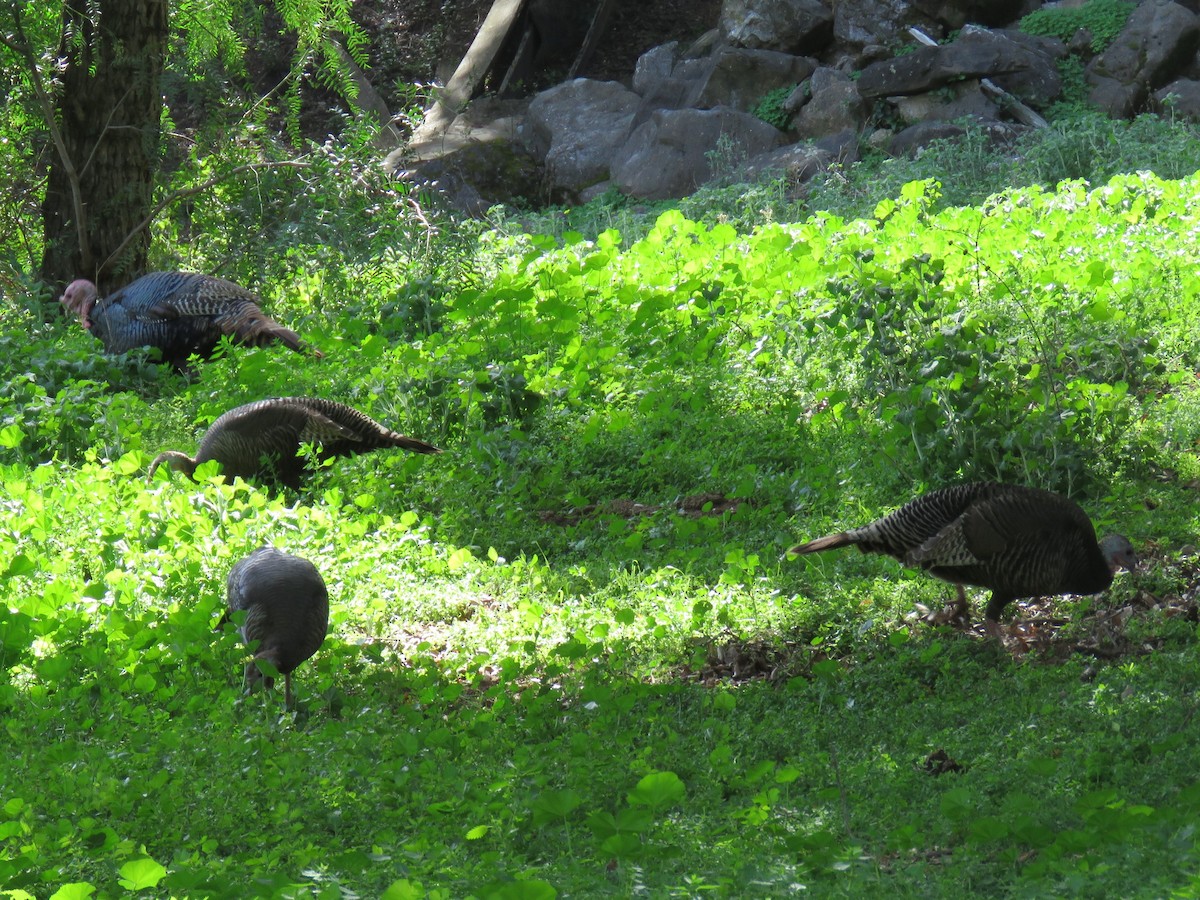 Wild Turkey - Becky Turley