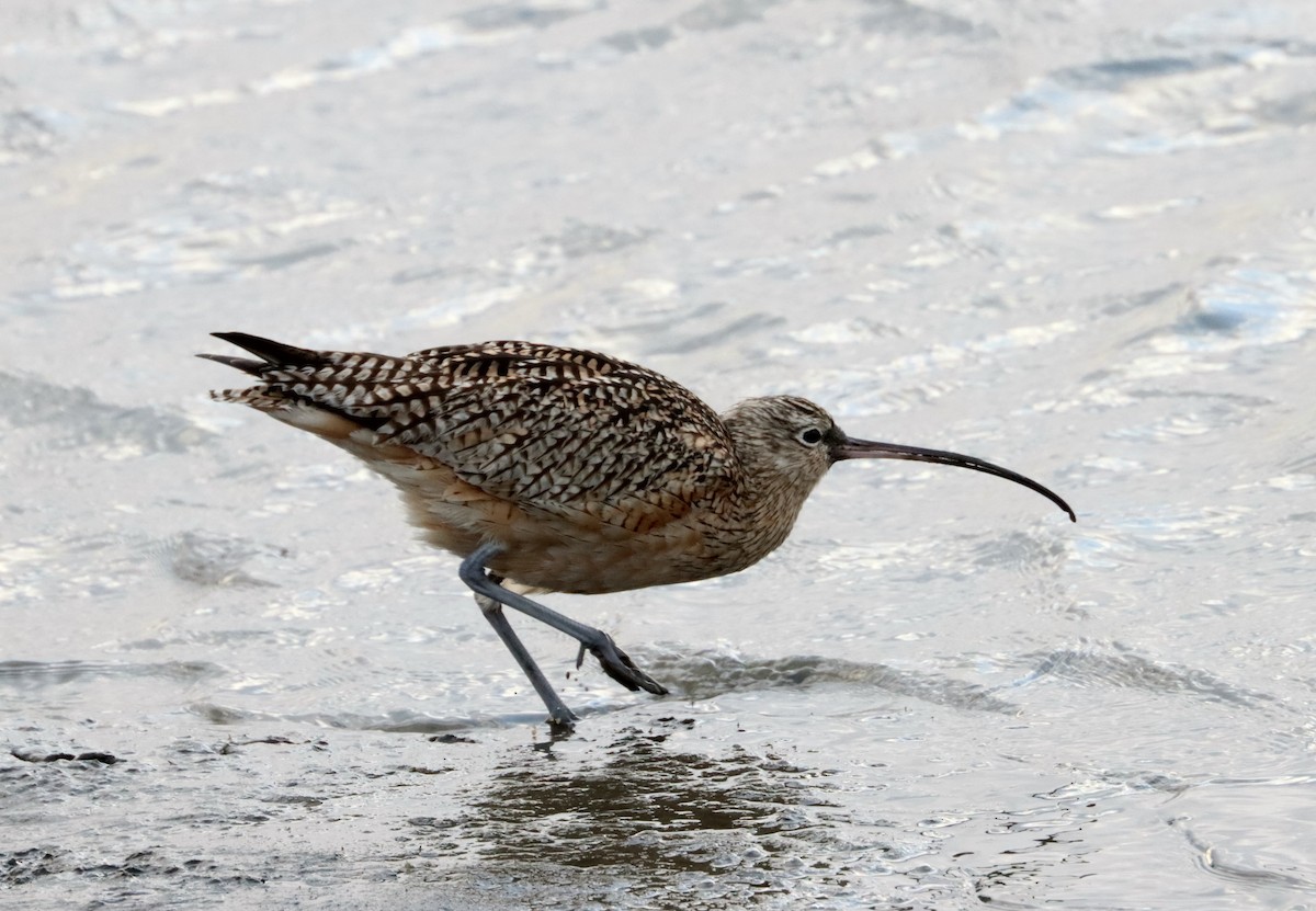 Long-billed Curlew - ML213656041