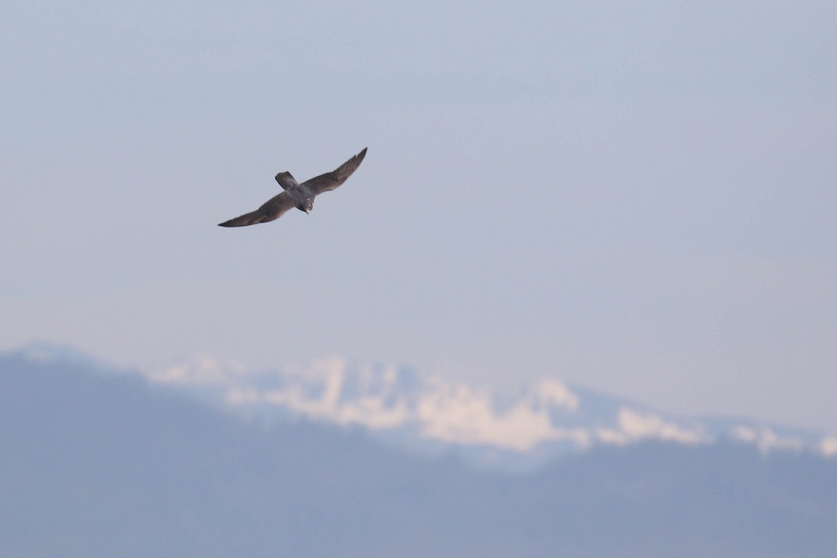 Peregrine Falcon (Peale's) - ML213656531