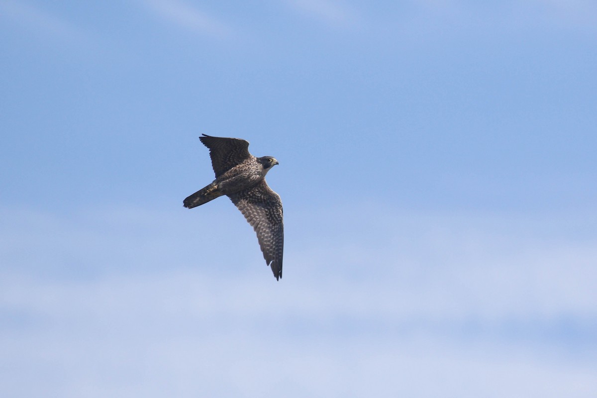 Peregrine Falcon (Peale's) - ML213656541